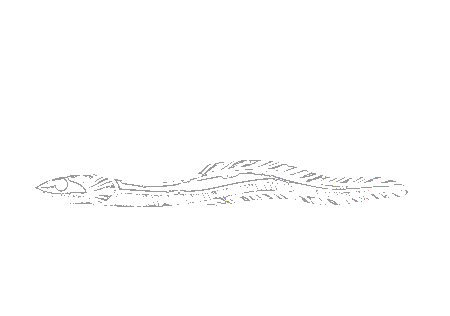 The Electric Eel
